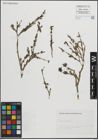 Foto von Salix purpurea L.